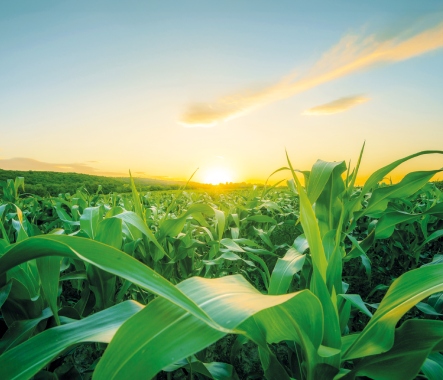 Harvest Saver (Single Premium, 3-year Maturity)