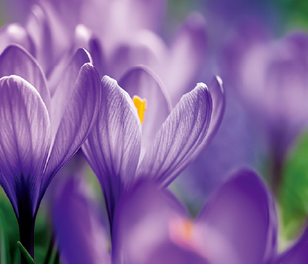 Prestige Achiever Insurance Plan