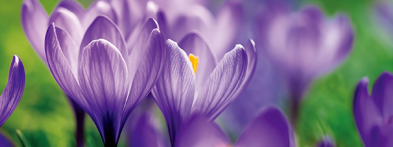 财挚宏耀保险计划